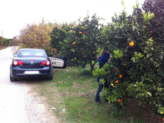 Orangen pflücken in Griechenland, Peloponnes